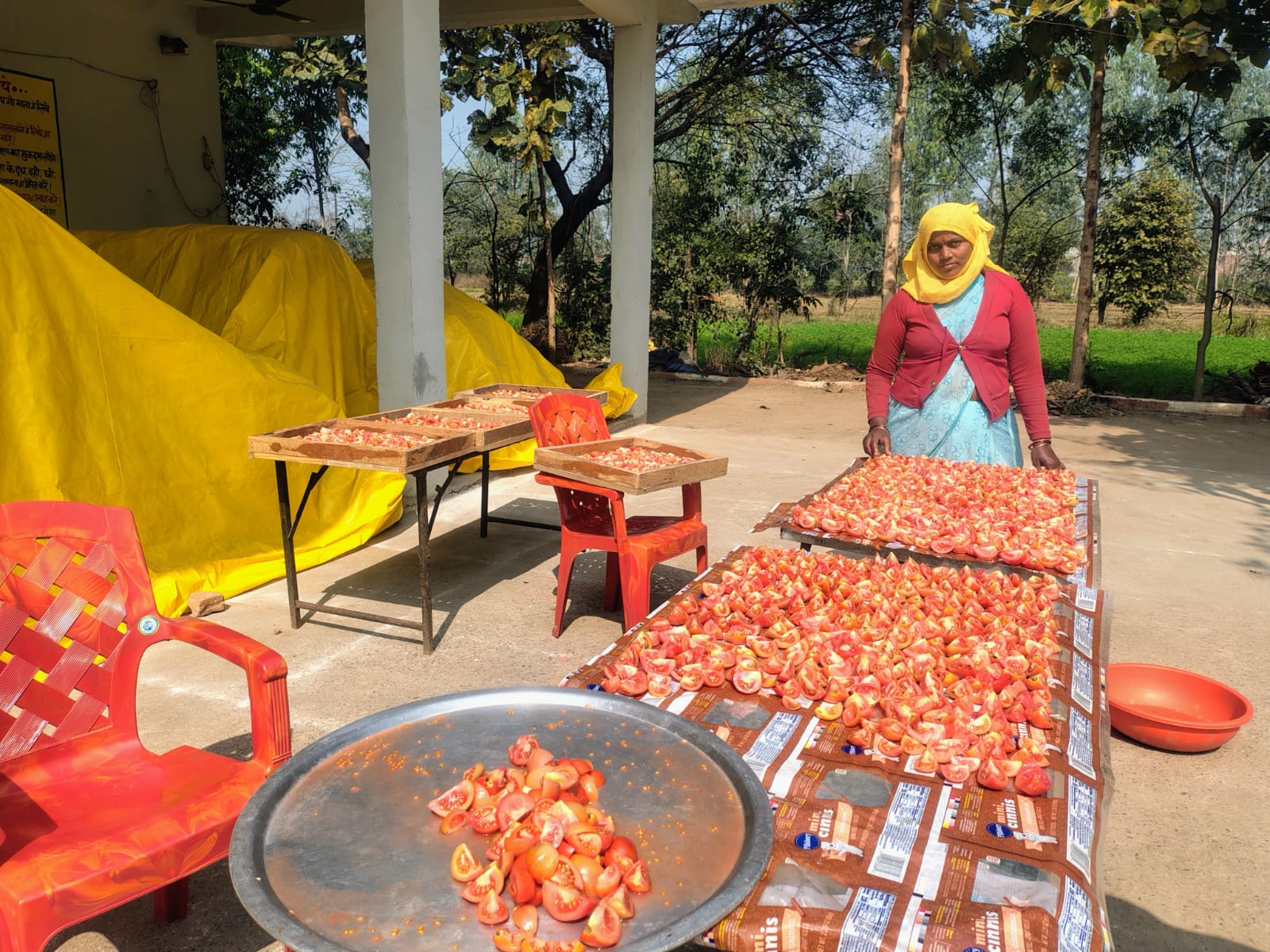A woman spreading chopped tomatoes on sheets to sun-dry at the processing yard in Jaivik Gram