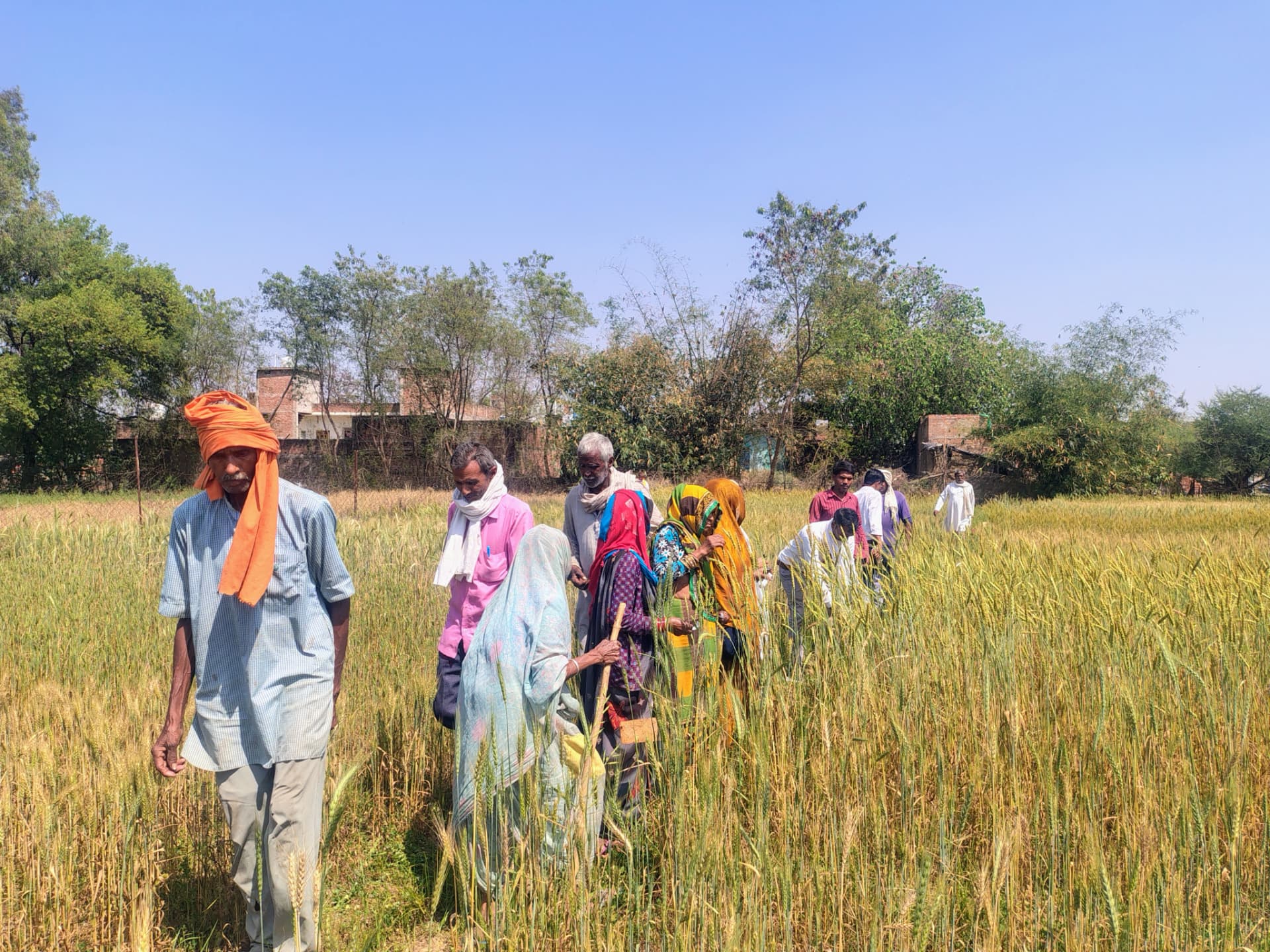 Farmers walking through a mature wheat field during a demonstration farm visit